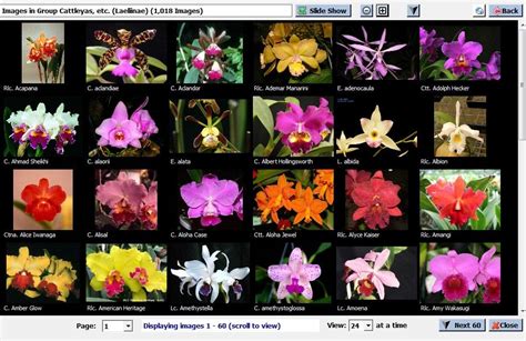 orchid meanjng|orchid identification guide.